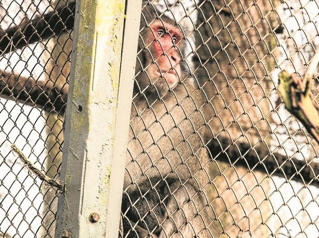 Niewielkie klatki, stare wybiegi, ciasne woliery dla ptaków, przedmiotowe traktowanie zwierząt - to zarzuty pod adresem zoo w Myślęcinku