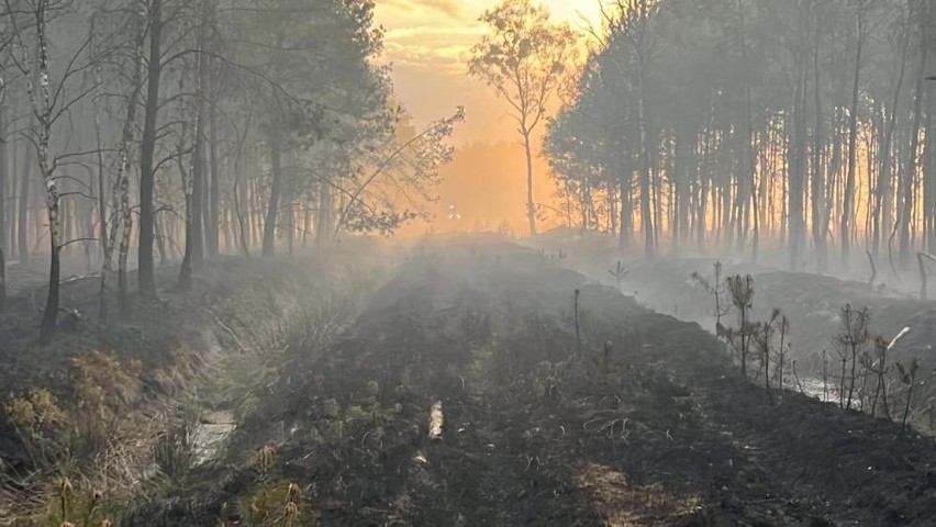 Susza w województwie śląskim: sytuacja w lasach i na polach jest zła. Potrzebnych jest kilka deszczowych dni