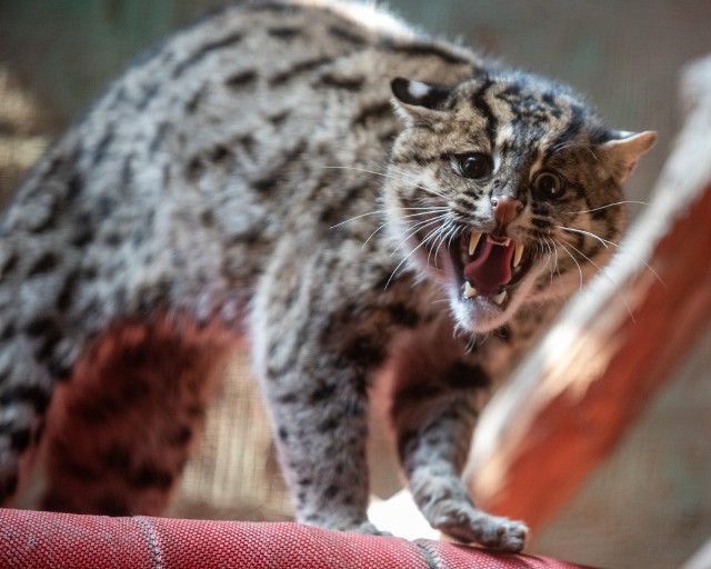 W łódzkim zoo zamieszkały taraje - koty lubiące wodę i nurkowanie