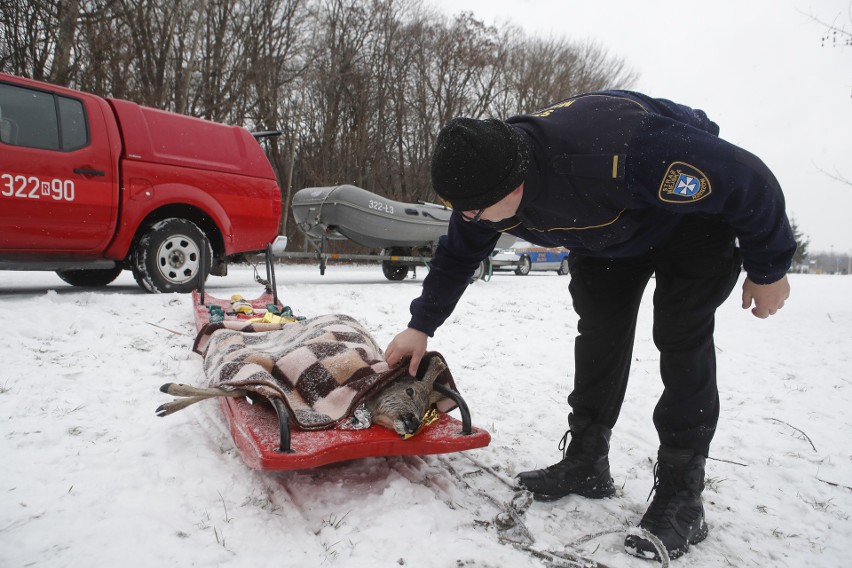 Strażacy ratują uwięzioną sarnę na zamarzniętej rzece Wisłok w Rzeszowie