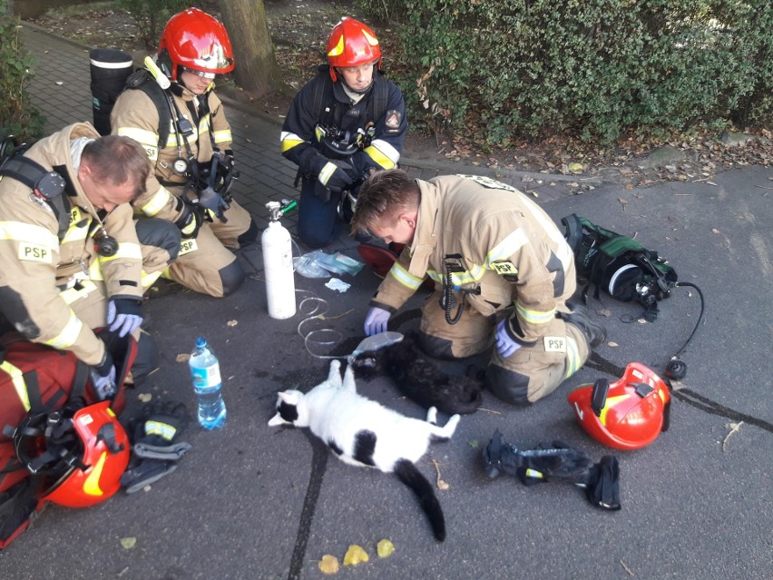 Pożar mieszkania na ul. Morskiej w Gdyni. Strażacy uratowali dwa koty!