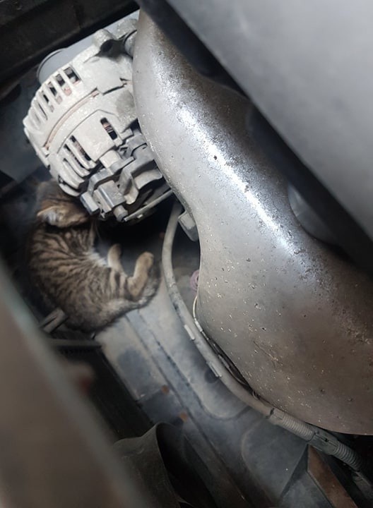 Kraków. Strażnicy uratowali kotka, który schował się pod maską samochodu 
