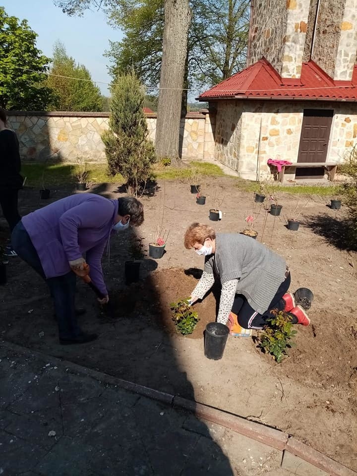 100 krzewów na 100 urodziny Papieża Jana Pawła II. Piękna akcja Koła Gospodyń Wiejskich z Oleszna w gminie Krasocin (ZDJĘCIA)