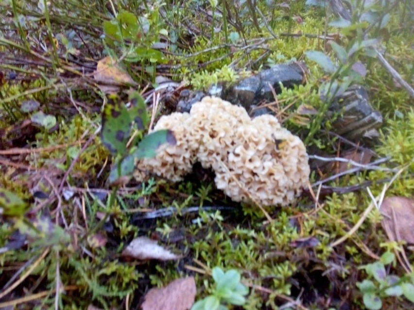 Takie grzyby można znaleźć w lasach w okolicach Koszalina