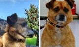 W Porębie tajemniczo zaginął pies Jacki. Był adoptowany ze schroniska. Sprawę bada policja i prokuratura