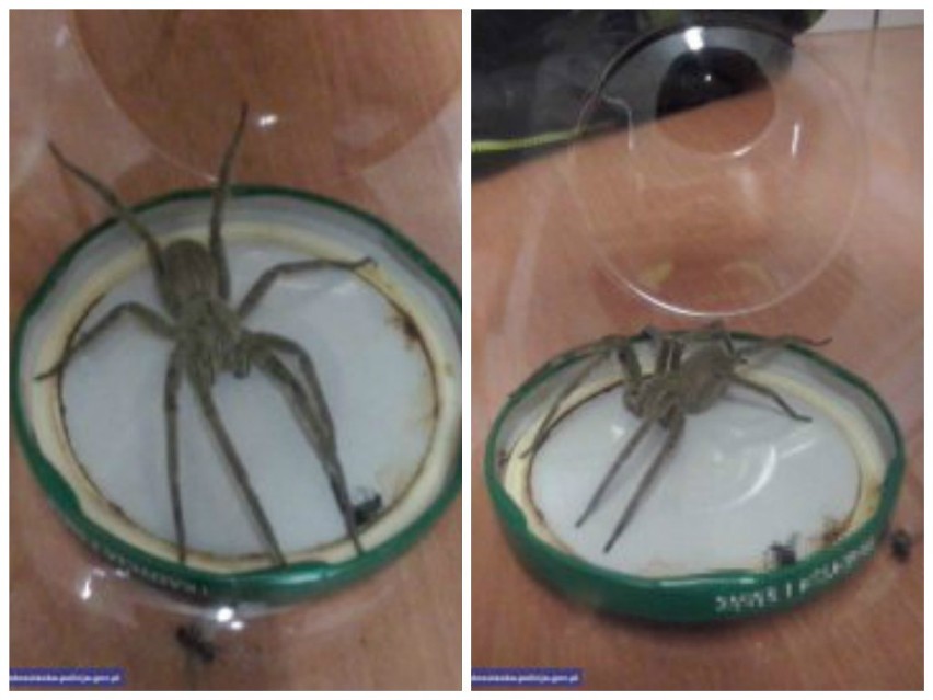 Jadowity pająk w kartonie z bananami w Biedronce (ZDJĘCIA)