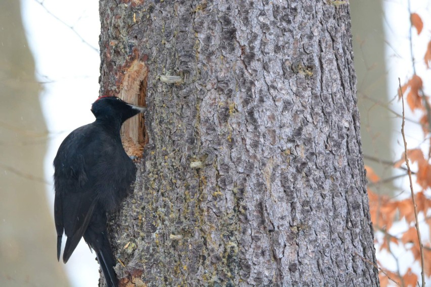 Przystanek Bieszczady Kazimierza Nóżki i Marcina Sceliny. Dzięcioł czarny (Dryocopus martius)