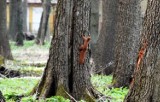 W Sławnie wiewiórki dokazywały w parku koło Sławieńskiego Domu Kultury. Pozazdrościły biegaczom. Zdjęcia