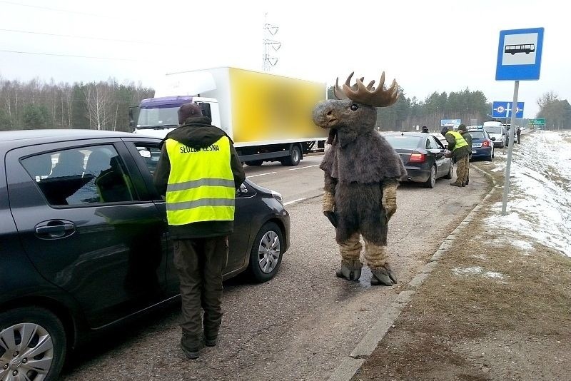 Akcja Jedź ŁOŚtrożnie. Łoś i policja zatrzymywały kierowców (zdjęcia)