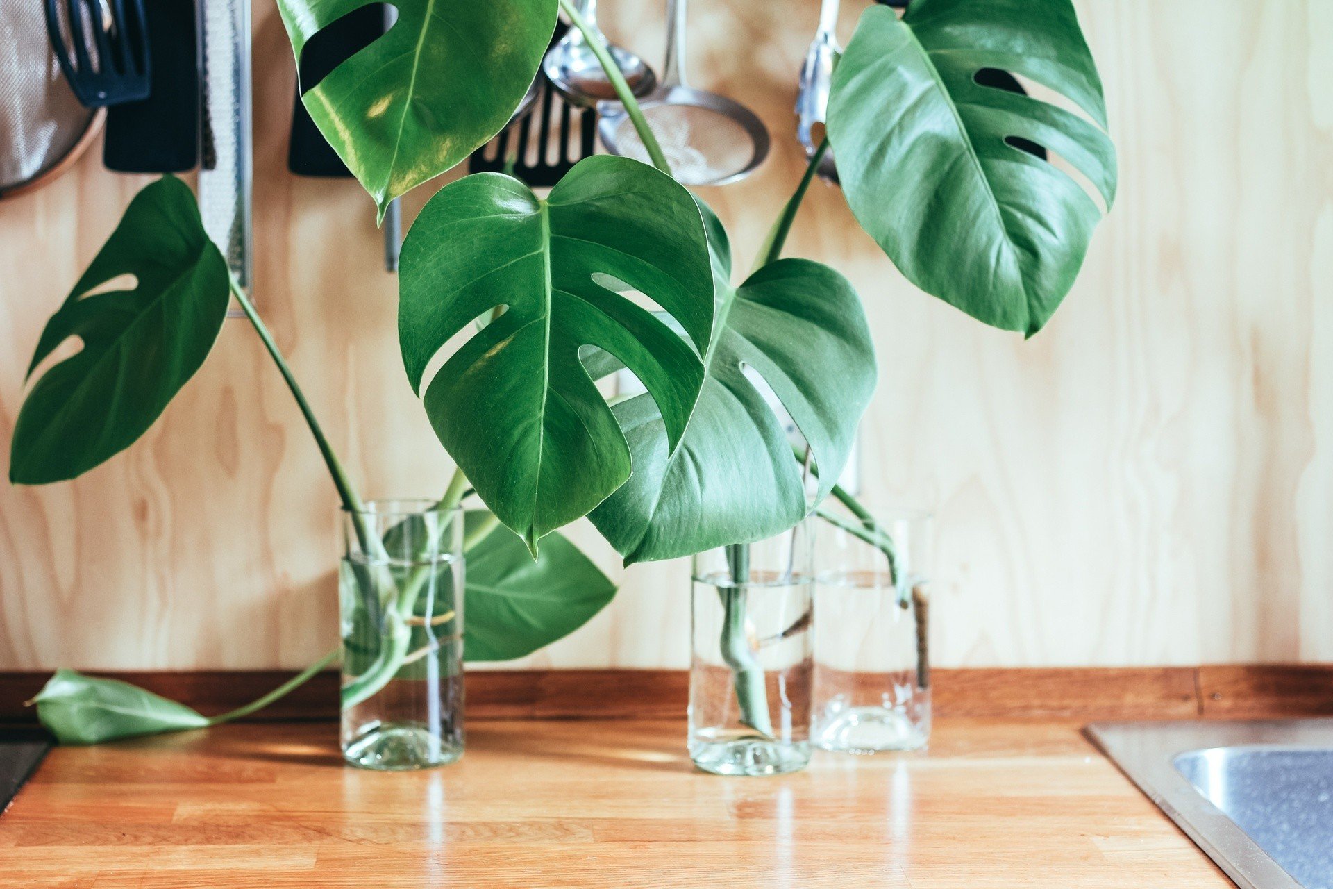 philodendron prince Philodendron Prince of Orange main image 0