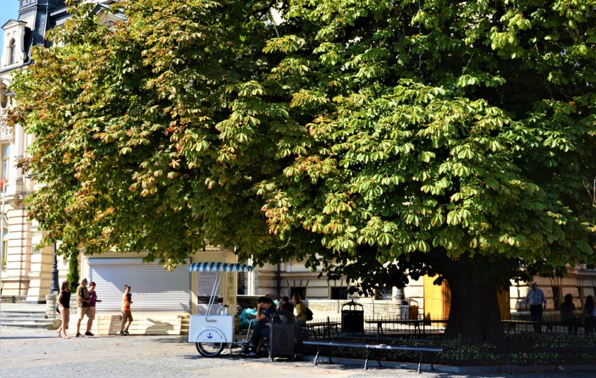 Nowy Sącz. Czy kasztanowi spod ratusza grozi zagłada? Co się dzieje z drzewami w mieście?