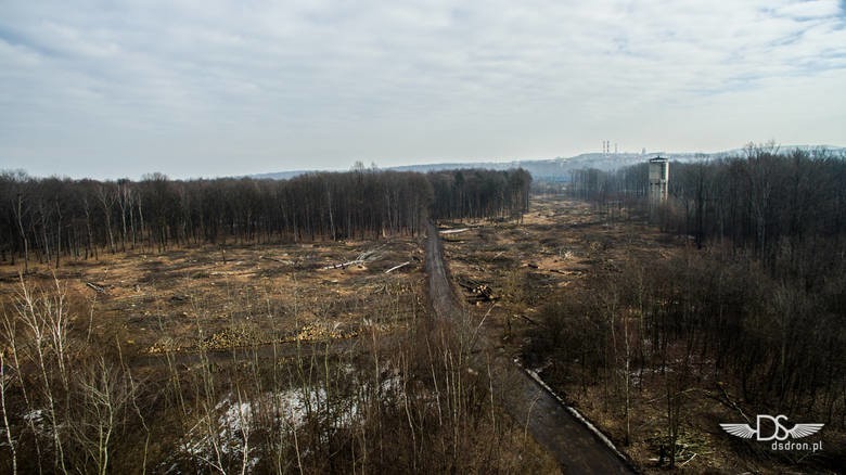 W Rybniku wycięto już drzewa pod budowę drogi Pszczyna -...