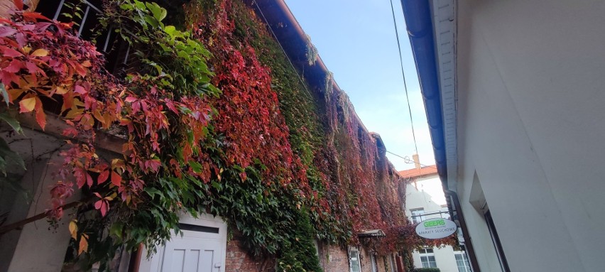 Chełmno - Miasto Zakochanych zachwyca kolorami jesienią