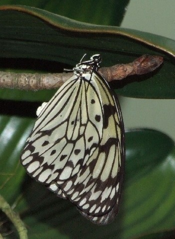 Motyle można oglądać tylko do końca września.