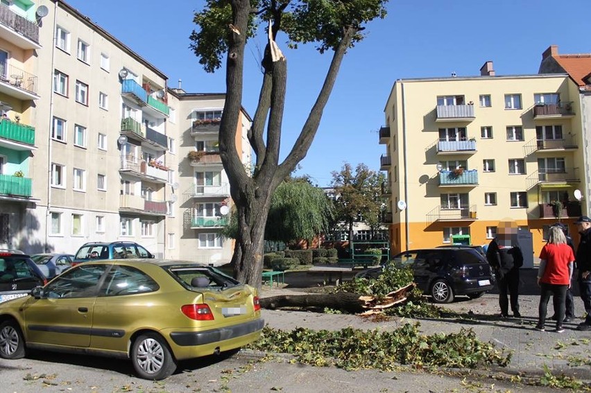 Konar zmiażdżył auto i omal nie zabił kobiety!