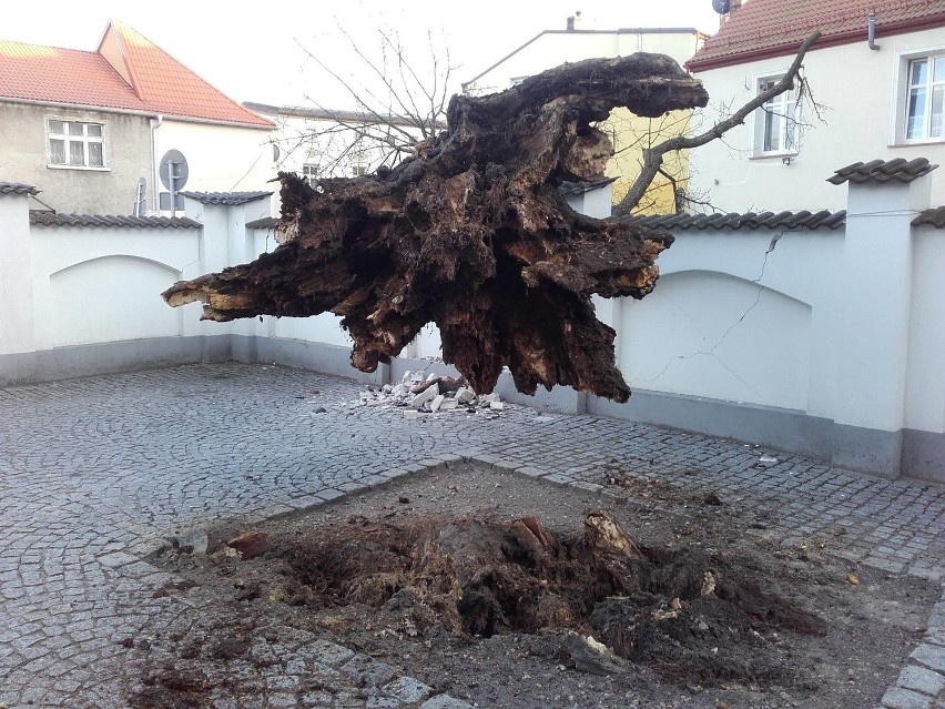 Ustka: Drzewo spadło na samochód