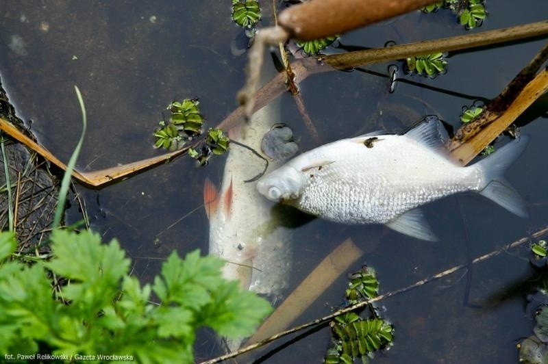 Wrocław: Martwe ryby w Odrze koło mostów Jagiellońskich (ZDJĘCIA)