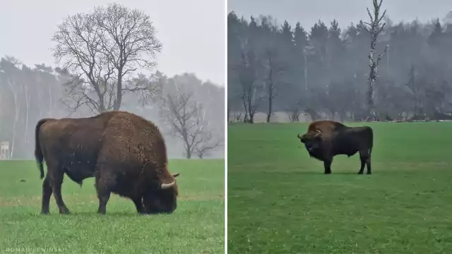 Żubr pojawił się w okolicach Tychowa.