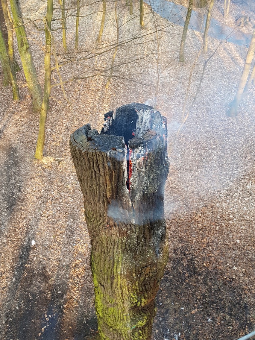 W Baranowicach ktoś podpalił pomnik przyrody - drzewo paliło się w środku ZDJĘCIA
