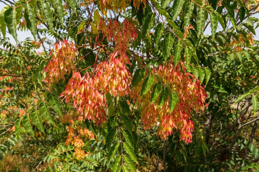 Bożodrzew gruczołowaty (ajlant gruczołkowaty, Ailanthus...