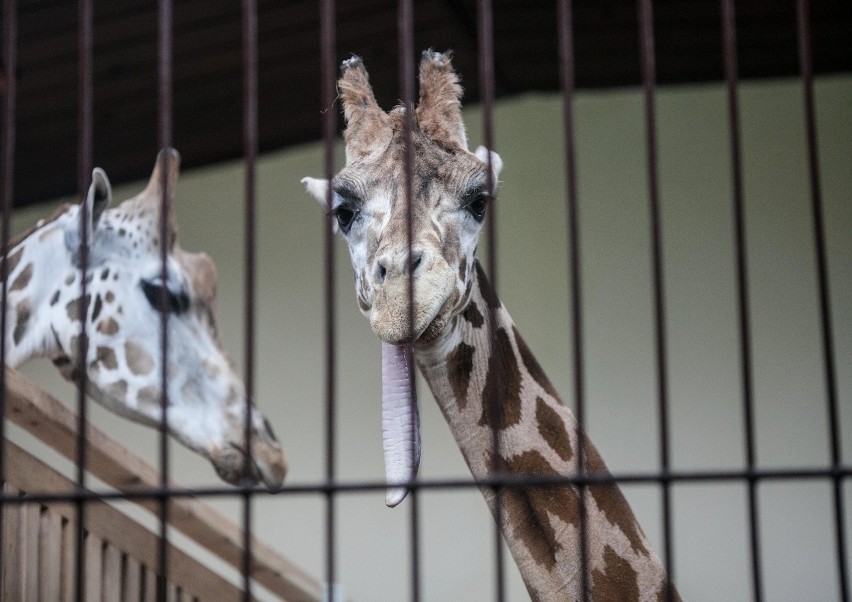 Zdechła kolejna żyrafa w łódzkim zoo!!! 