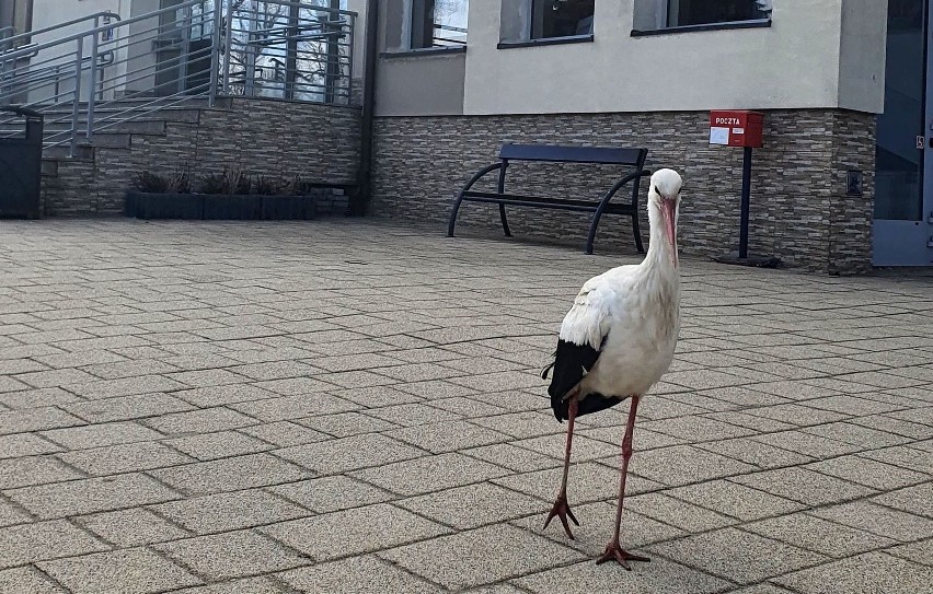 Bociany przy Urzędzie Gminy Trzyciąż