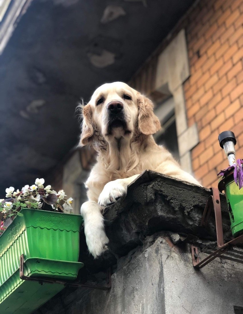 "Słodki pies na balkonie" atrakcją na miarę "Panienki z okienka"? Google nie chce do tego dopuścić