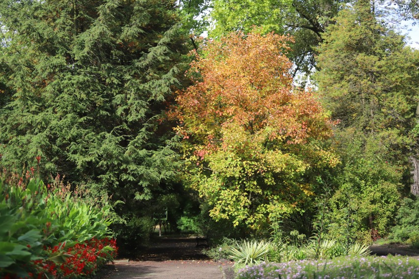 Ogród botaniczny w Zabrzu. Spacer po jesiennym ogrodzie zapewni niepowtarzalne wrażenia