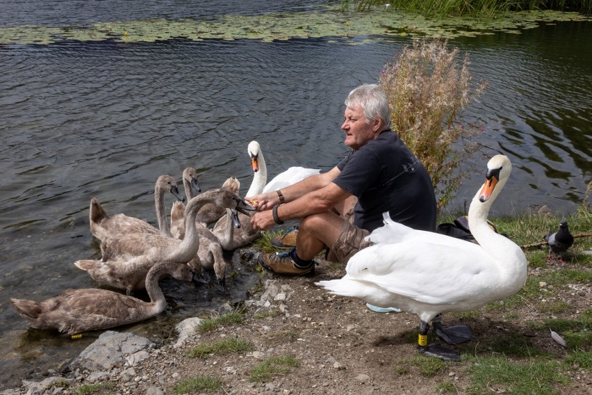 Piękna relacja człowieka z łabędziem. Te zdjęcia robią wrażenie [ZDJĘCIA]