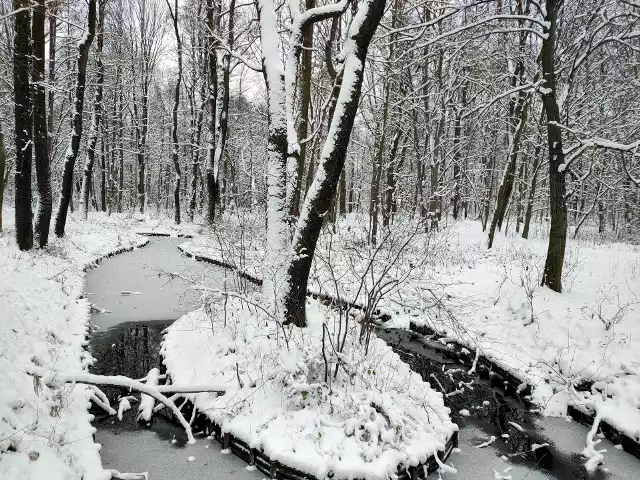 Park Zielona w Dąbrowie Górnicza w zimowej odsłonieZobacz kolejne zdjęcia/plansze. Przesuwaj zdjęcia w prawo naciśnij strzałkę lub przycisk NASTĘPNE