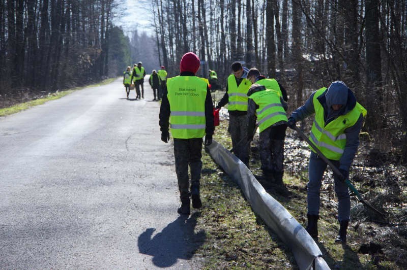 Trwa Akcja Czynnej Ochrony Płazów w Białowieskim Parku Narodowym (zdjęcia)