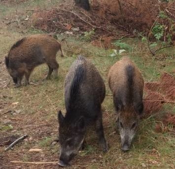 Locha, odyniec i sześć młodych dzików, przechadza się...