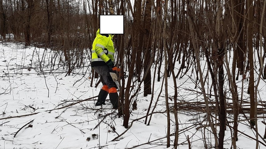 Deweloper wycina las i buduje osiedle. Nie ma jeszcze zgody na wycinkę wszystkich drzew