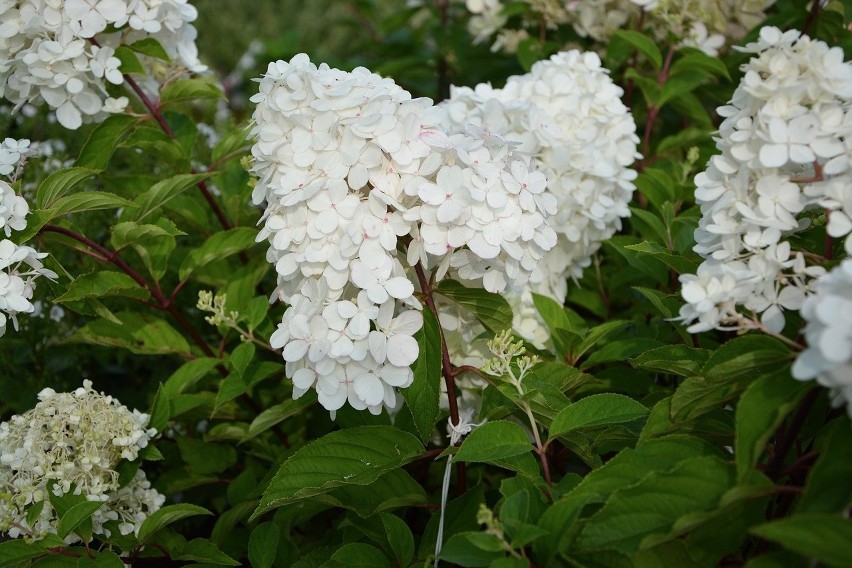 Hortensja bukietowa (Hydrangea paniculata)...