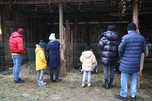 Żywa szopka betlejemska w Zoo Leśne Zacisze w Lisowie przyciąga zwiedzających. Szczególnie cieszy najmłodszych.