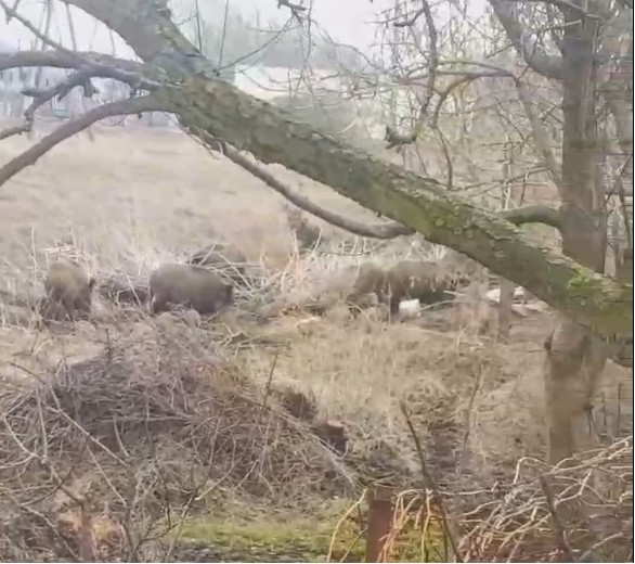 Uwaga! Dziki w Toruniu! Chodzą pod blokami. Nowe, szokujące zdjęcia. Co na to Urząd Miasta? [zdjęcia, wideo]