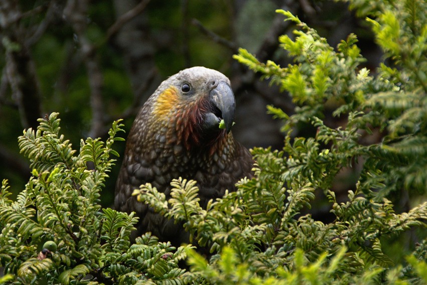 Nową Zelandię zamieszkują liczne endemiczne (występujące...