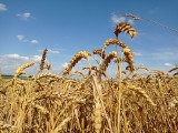 Prognoza plonów zbóż i rzepaku w sezonie 2023. Ile ton z hektara może dać pszenica?