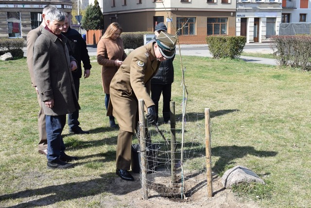 Uroczystość sadzenie Dębu Pamięci w Sulechowie