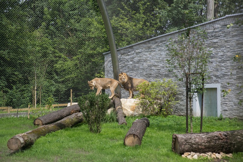Zoo w Krakowie. Jaguary i lwy mają swój pawilon [ZDJĘCIA]
