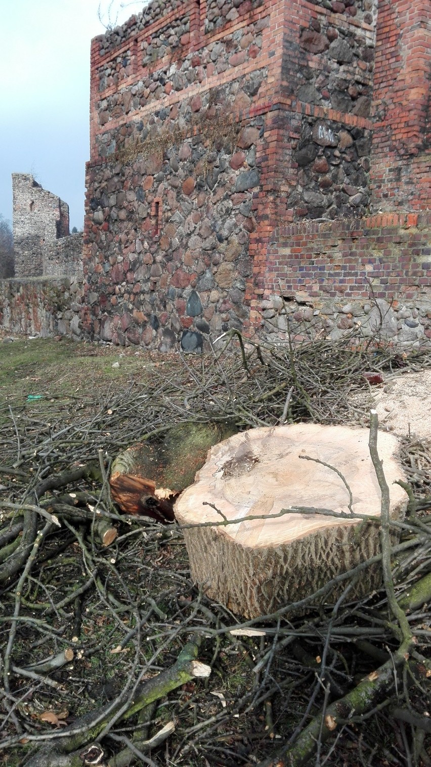 Luty to czas ścinania drzew w Lubuskiem. W Gorzowie ruszyły...