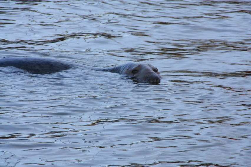 Pucek - samiec foki szarej w puckim porcie rybackim