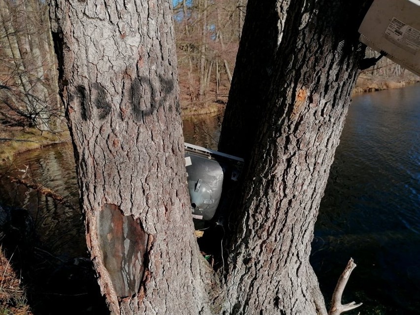 Ktoś przytwierdził elektrośmieci do drzew w Łagowie. Widok...