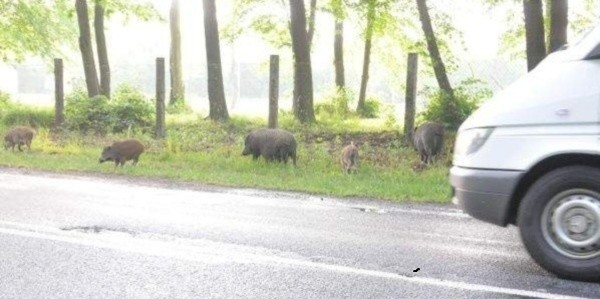 Świniodziki okupują pobocze na drodze do Sławięcic. Żadne zoo nie chce przyjąć tej ferajny.