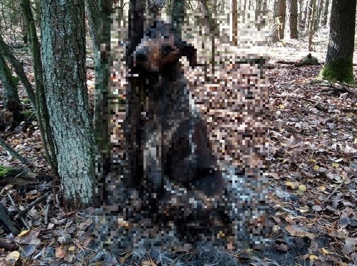 Zwłoki psa zostały znalezione w lesie w okolicach Wólki...