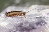 Jak zwalczyć karaluchy i pluskwy? Sieją szkody, ale da się je rozróżnić. Dzięki tym sposobom szybko pozbędziesz się insektów z domu