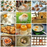 Wszystko, co należy wiedzieć o kurze i jajku przed śniadaniem wielkanocnym