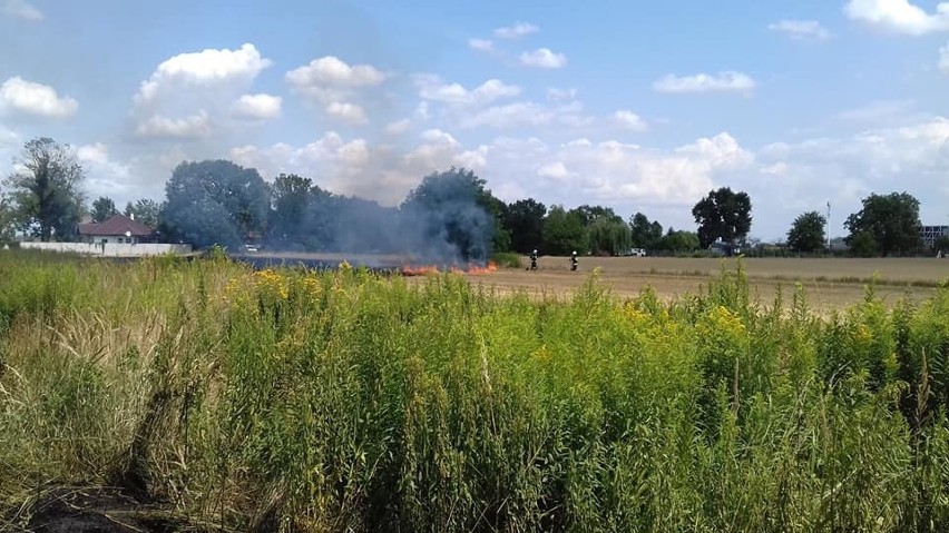 Duży pożar pod Wrocławiem. Płonęło 1,5 hektara terenu (ZDJĘCIA)