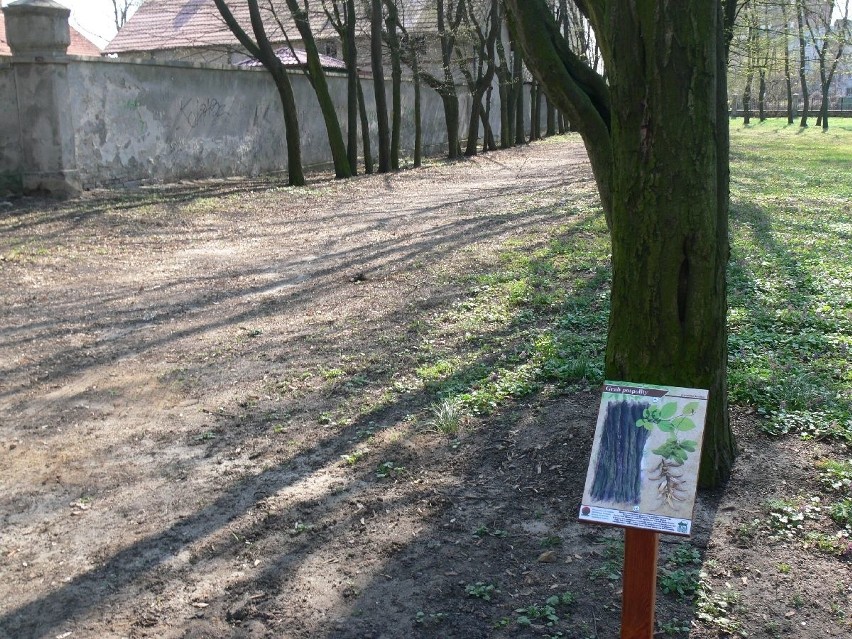 Ścieżka przyrodnicza - nowa atrakcja w parku przy Zamku Dzikowskim w Tarnobrzegu