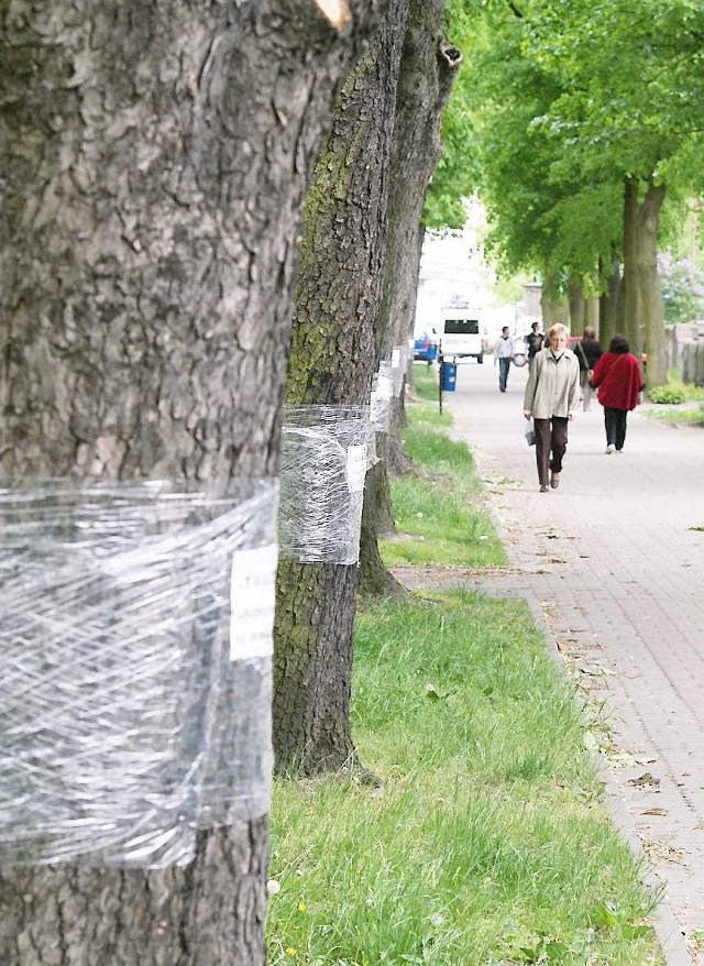 Foliowe kompresy znikną z inowrocławskich kasztanowców pod koniec maja